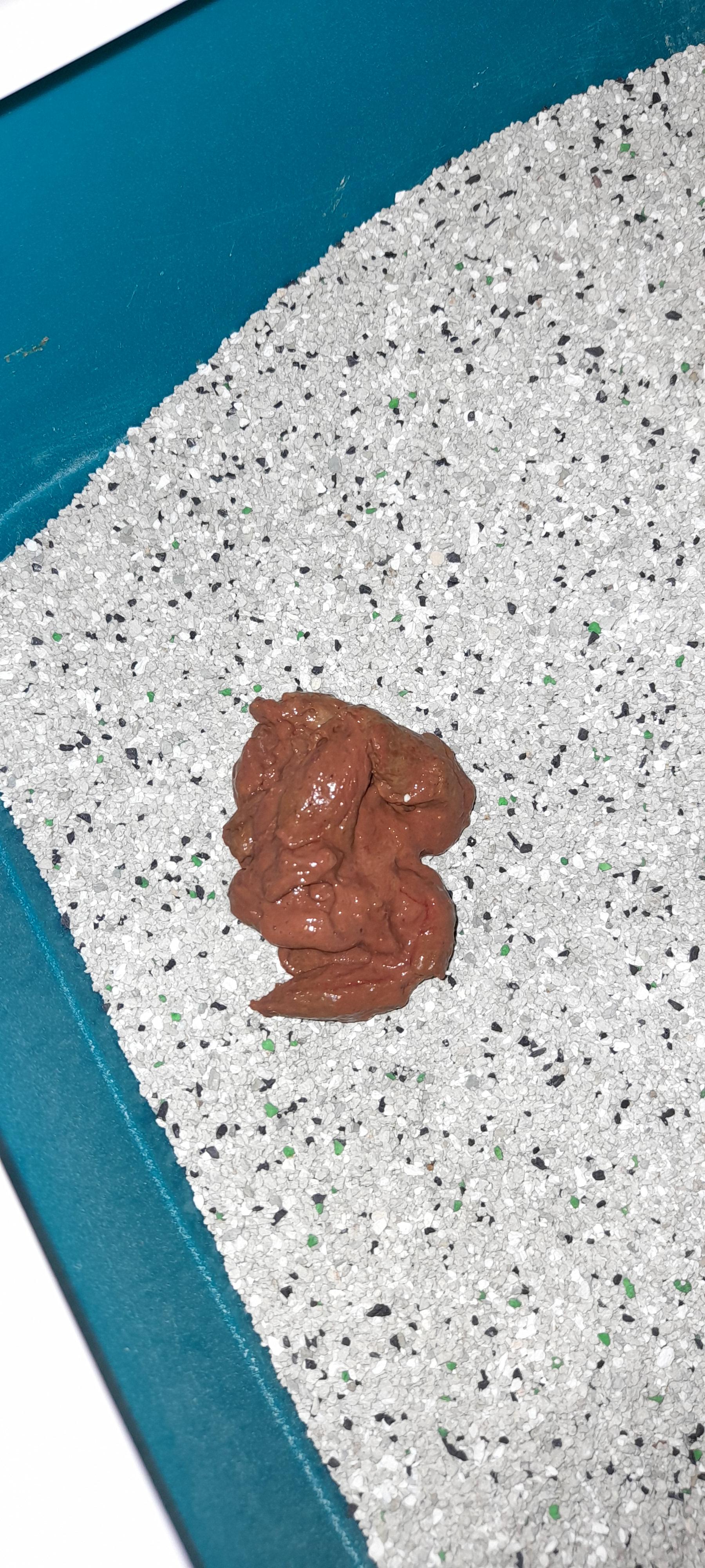 kann mir jemand zu diesen kot katze was sagen gesundheit tierarzt durchfall