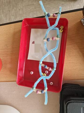 Kann mir jemandem helfen dieser DNA model beschreibenzukönnen??
