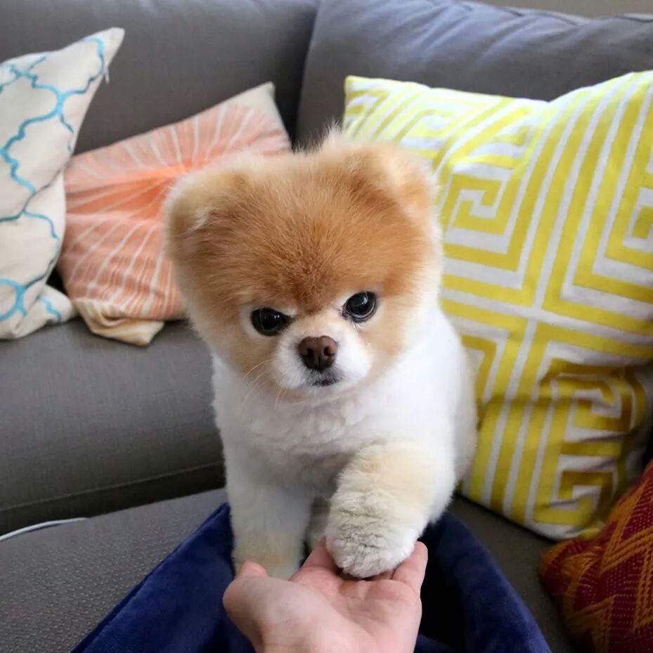 Kann mir jmd sagen wie man diesen Hund nennt? (süß)