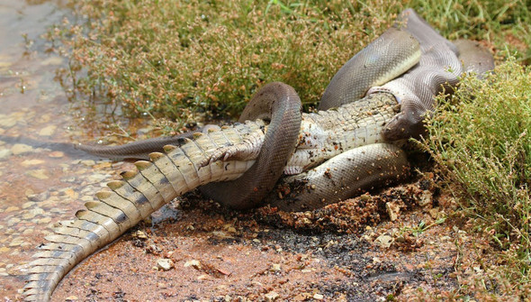Schlang frisst Krokodil - (Reptilien, Schlangen)