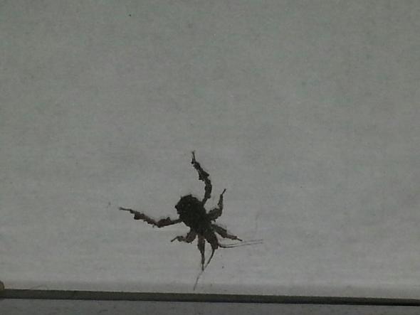 hier - (Tiere, Insekten, Käfer)