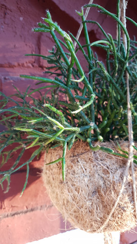 - (Pflanzen, Blumen, kaktus)
