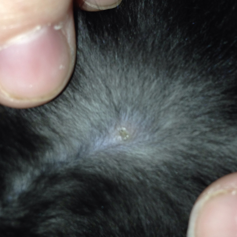kann es sein dass da noch ein zeckenkopf drin steckt katze baby tierarzt