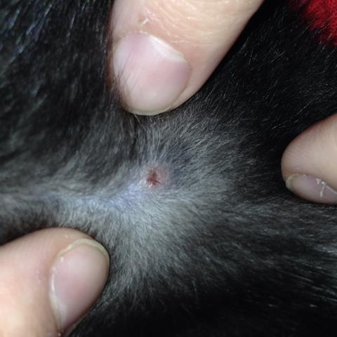kann es sein dass da noch ein zeckenkopf drin steckt katze baby tierarzt