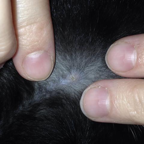 Kann Es Sein Dass Da Noch Ein Zeckenkopf Drin Steckt Katze Baby Tierarzt