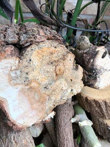 Kann sich der Pilz von morschem Holz auf andere Bäume oder das Gartenhaus übertragen?