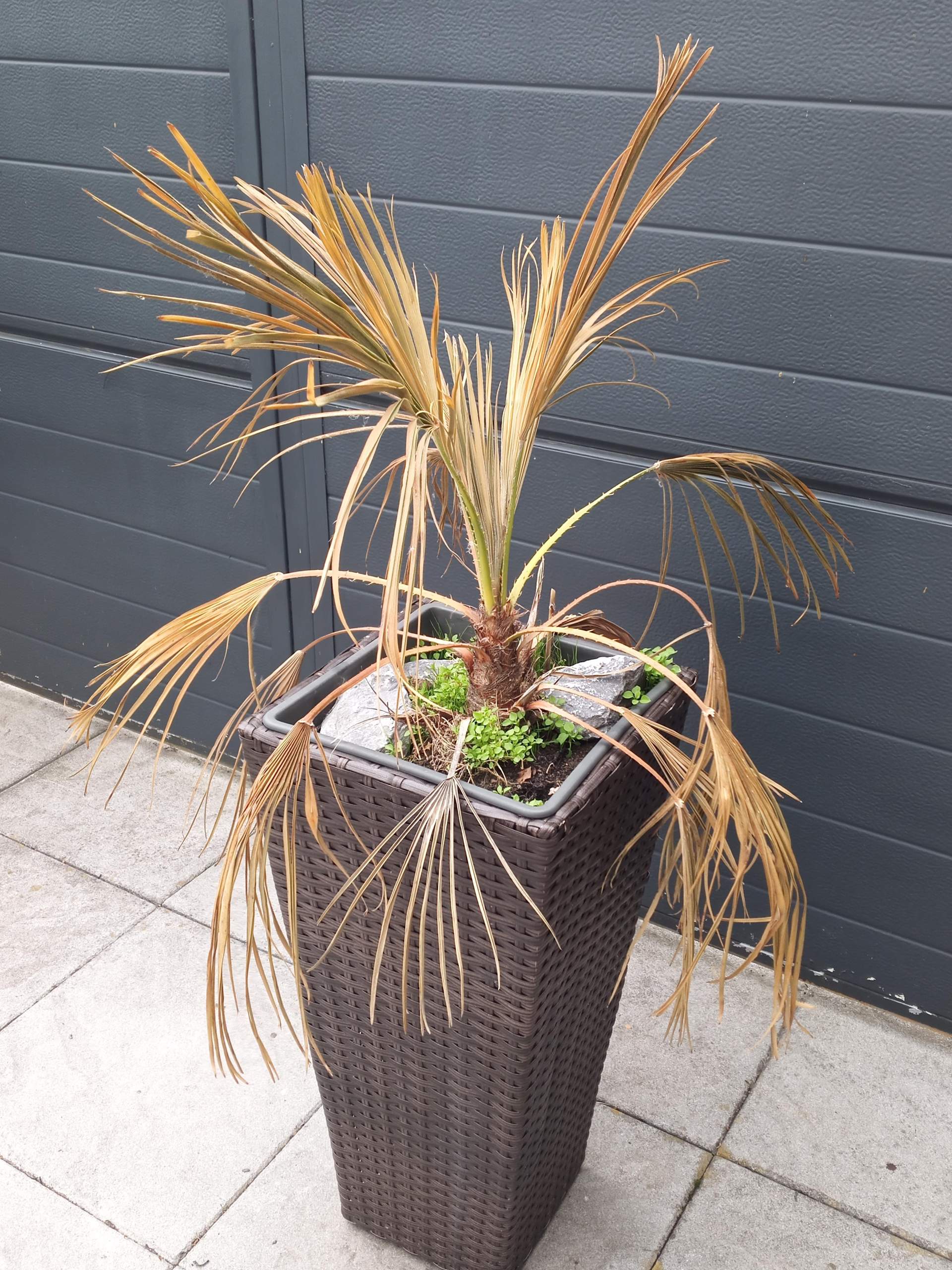 Kannn man meine Palme noch retten? Wenn ja wie? (Pflanzen, Garten, Pflanzenpflege)