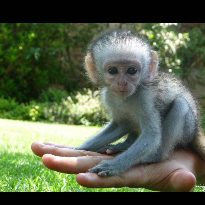 Kapuzineraffchen Zuhause Haustiere Affen
