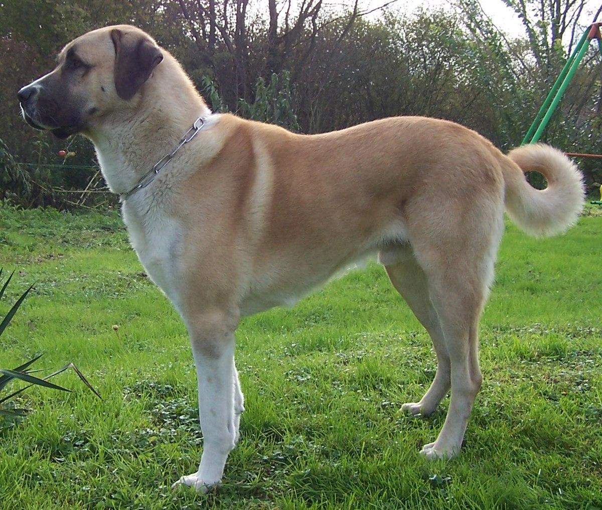 Karakırcıl Kangal wie kommt die Farbe zustande? (Tiere, Hund, Training) Karakırcıl Kangal wie kommt die Farbe zustande? (Tiere, Hund, Training)