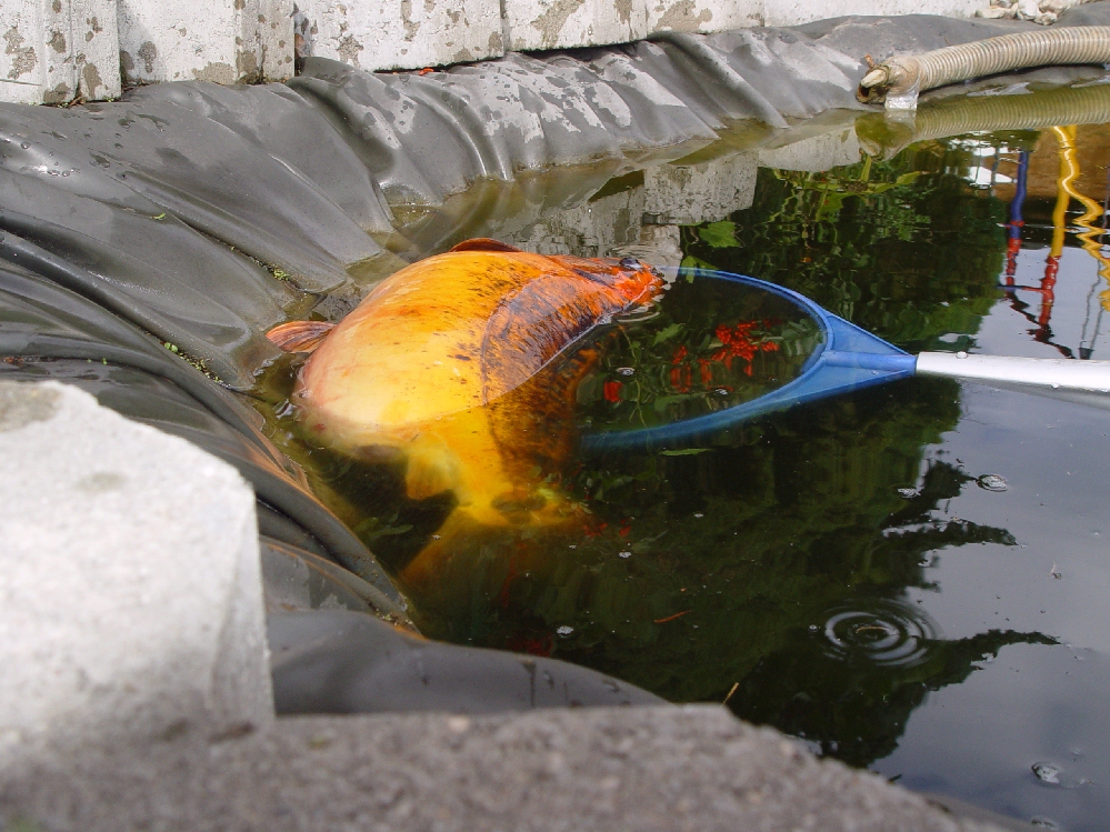 Karpfen krank , Koi zu dick? (Fische, Teich)