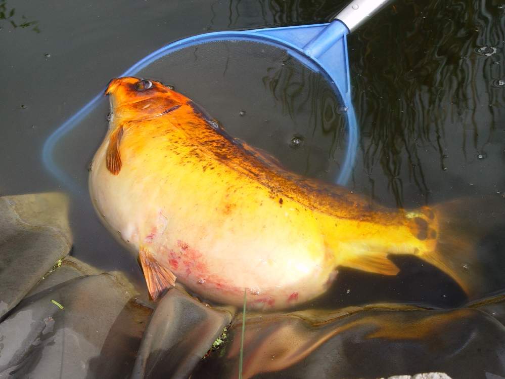 Karpfen krank , Koi zu dick? (Fische, Teich)