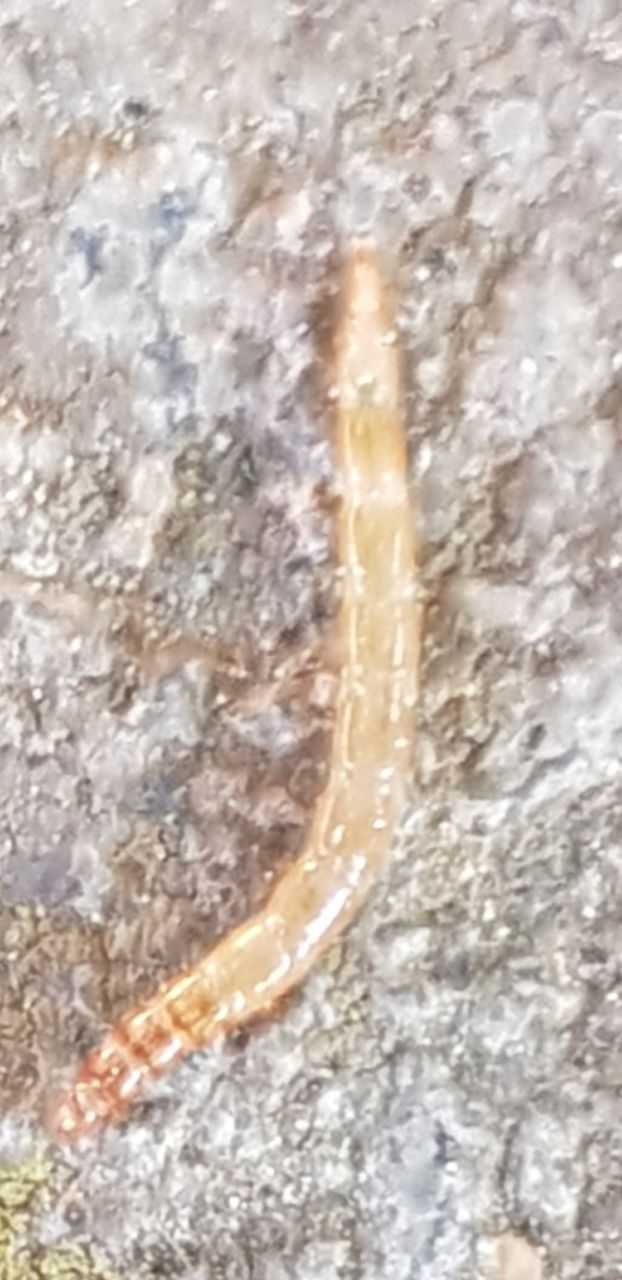 Karpfen Parasiten? (Fische, angeln, Würmer)