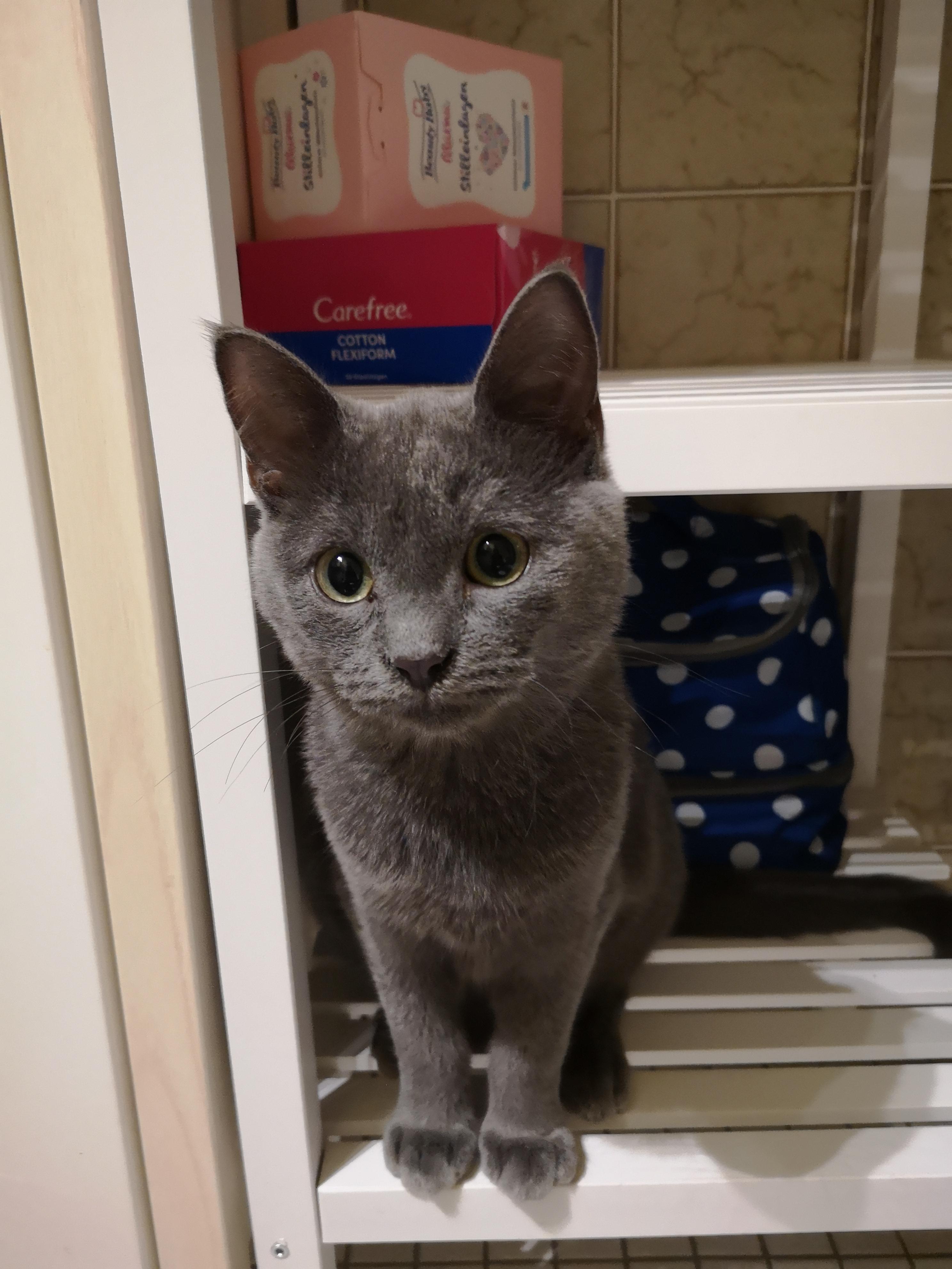 kartauser oder russisch blau katze welche rasse