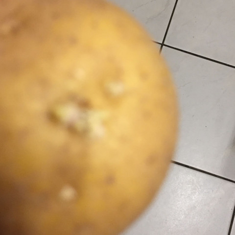 Gelbe Wurzeln schlimm ? - (Haltbarkeit, Wurzel, Kartoffeln)