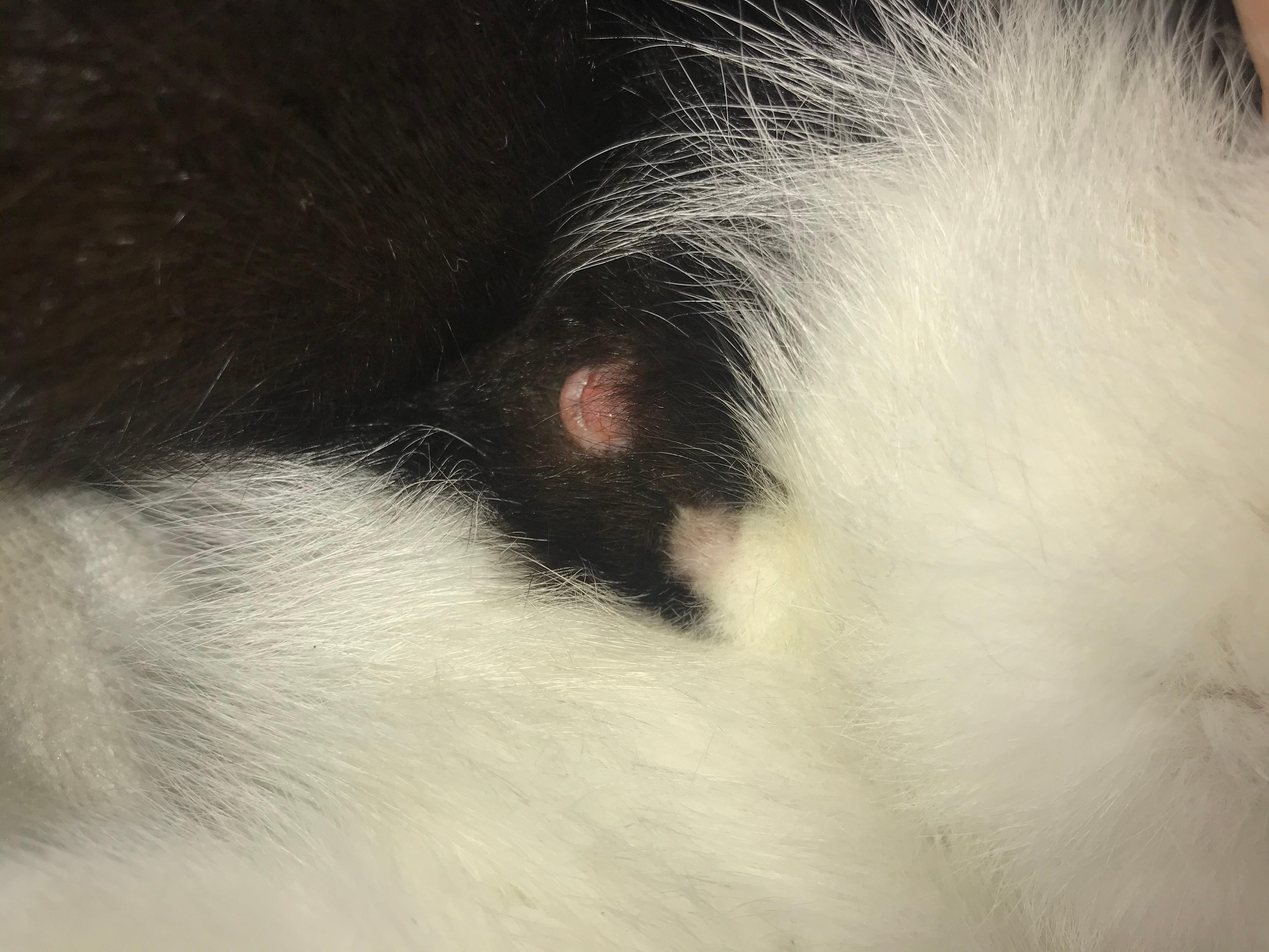 kastrationswunde geoffnet bei kater katze katzen artgerechte haltung