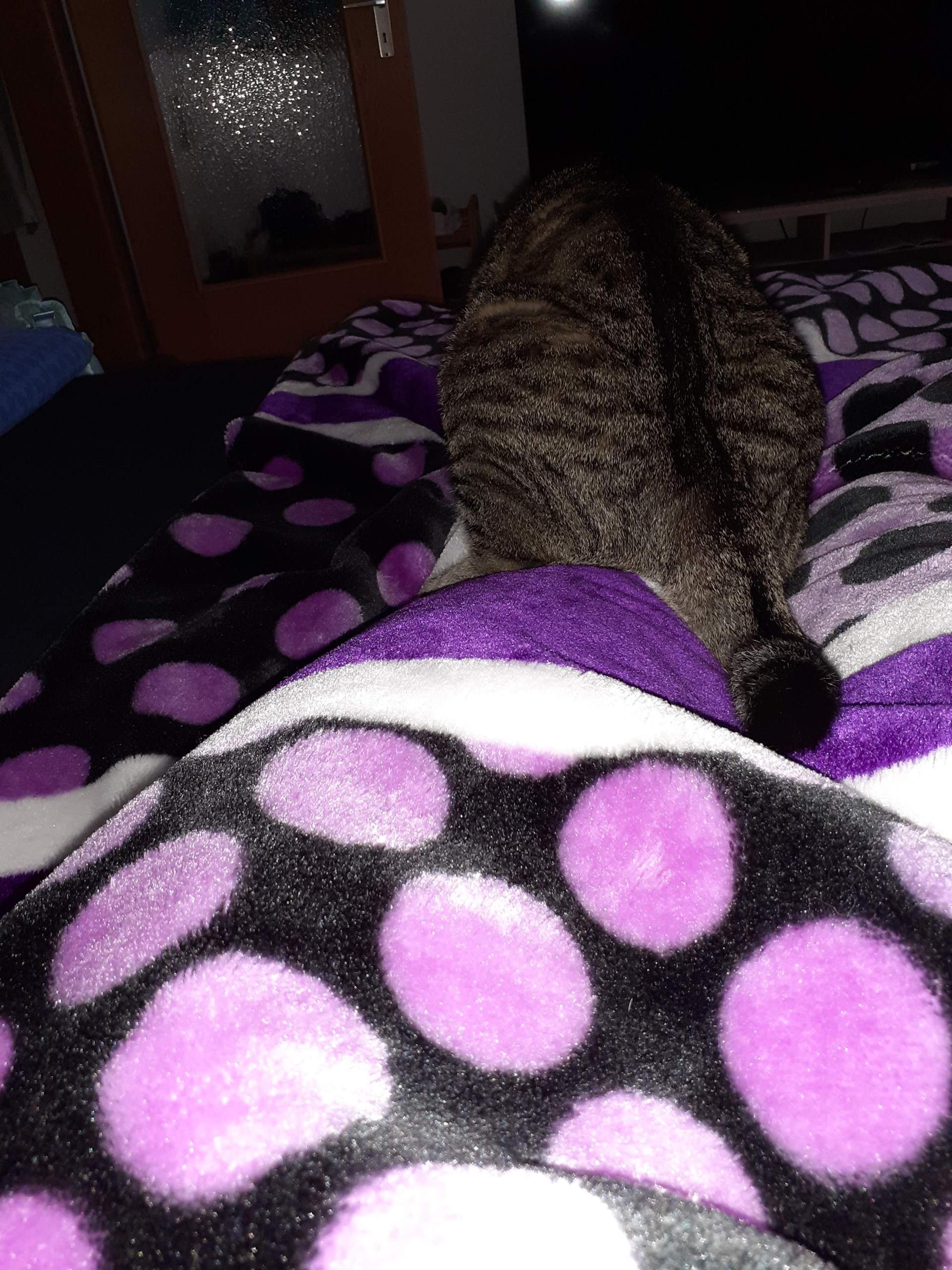 Kastrierter Kater ist völlig Was tun? (Rolligkeit)
