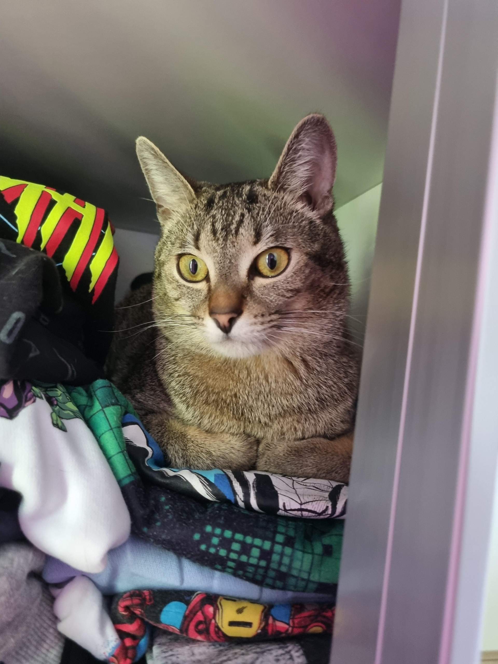 Kastrierter Kater mit Baby von seiner Flamme aber nicht sein Baby? (Tierhaltung, Katzenjunges