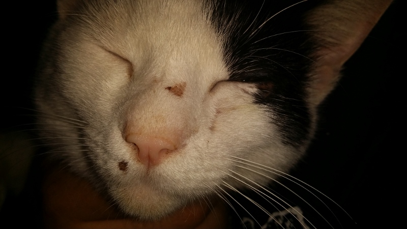 kater anzeichen fur pilz oder rauferei krankheit katze haustiere