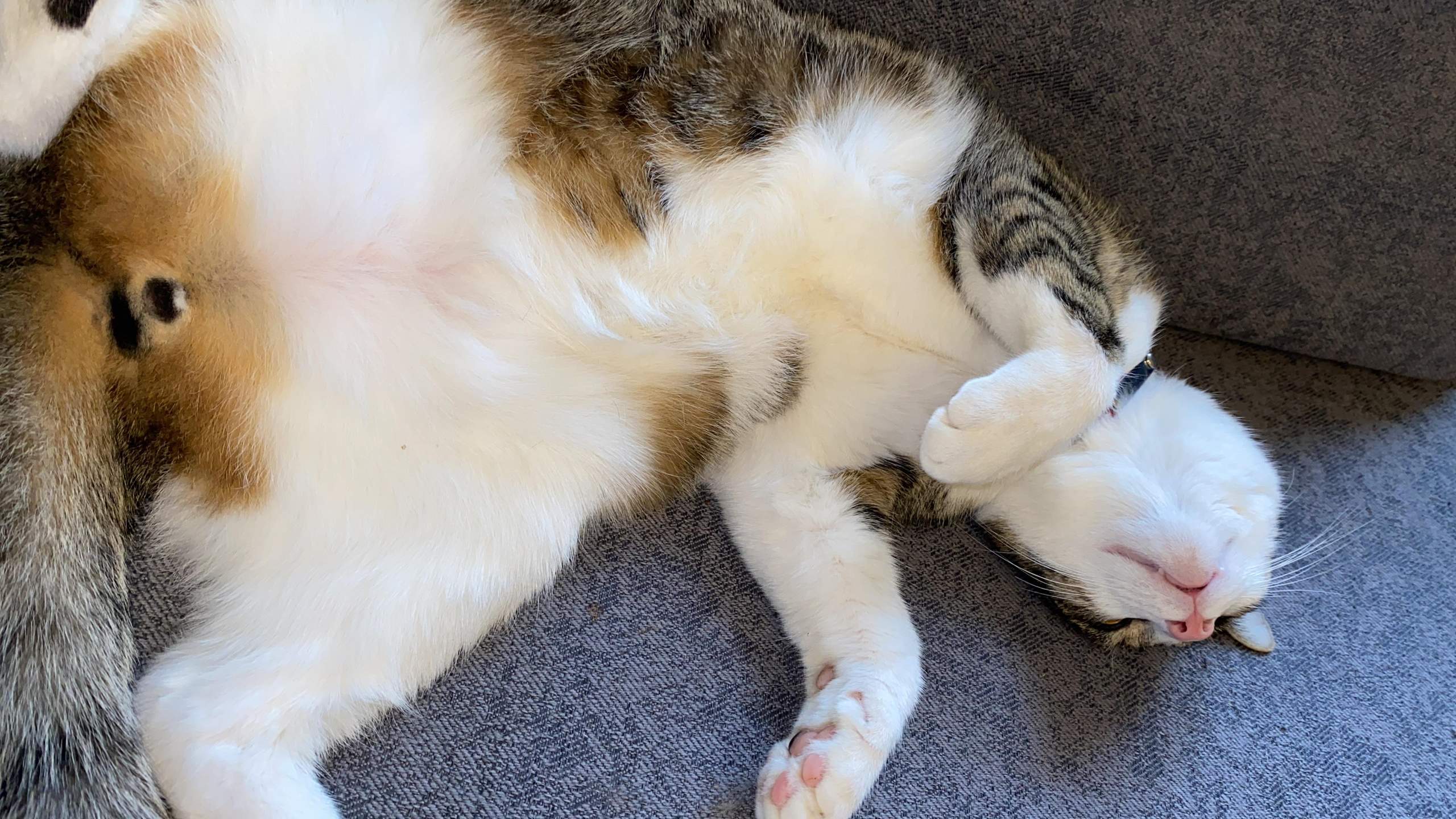Kater? (Hund, Tierarzt, Tierhaltung)