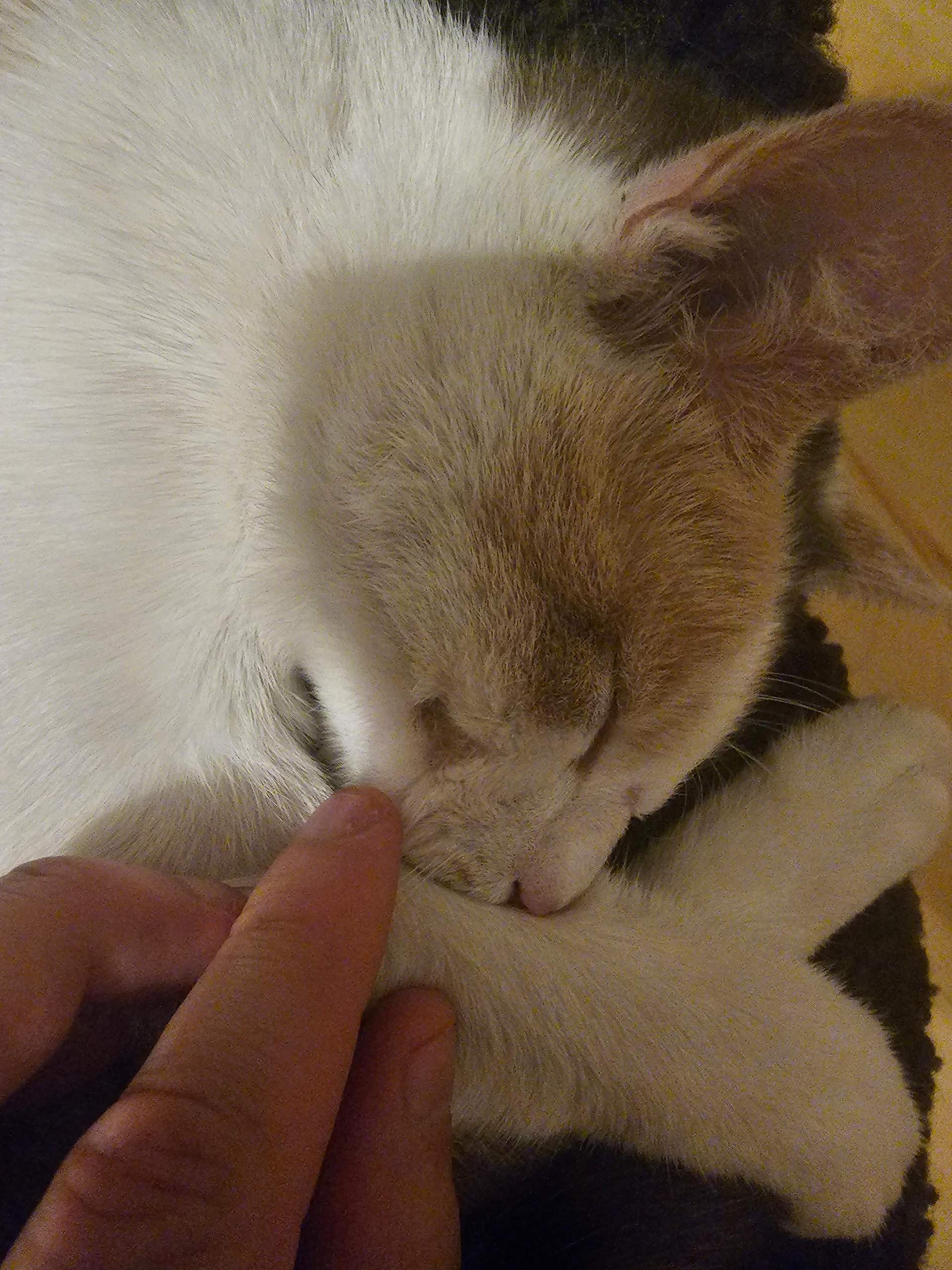 Kater beißt Schwester ab und zu, sodass Fell fehlt was tun? (Katze, Streit, Geschwister)