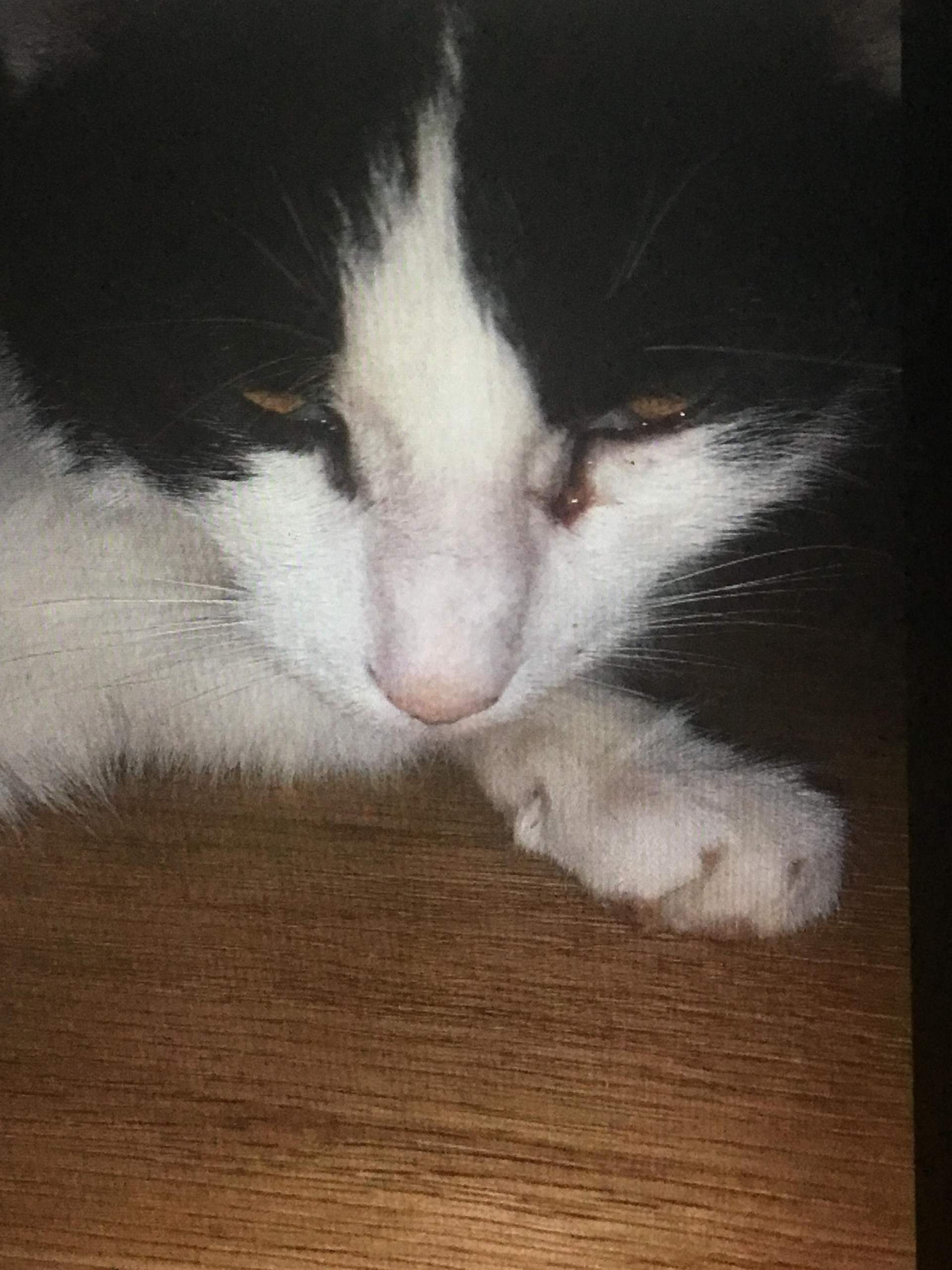 Kater blutet unter dem auge? (Entzündung, Katzenhaltung)