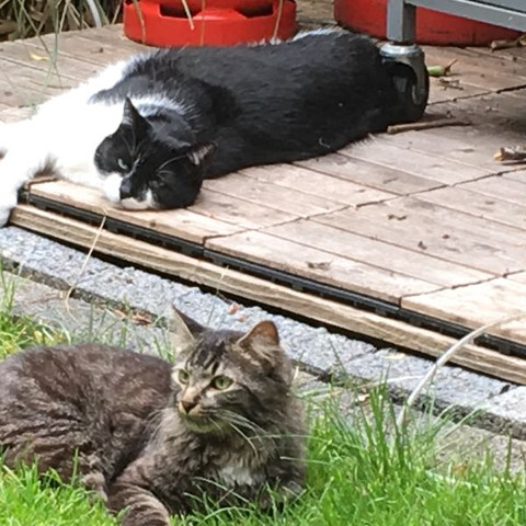 Kater Bringt Lebende Mause Uns Haus Was Tun Katze Maus