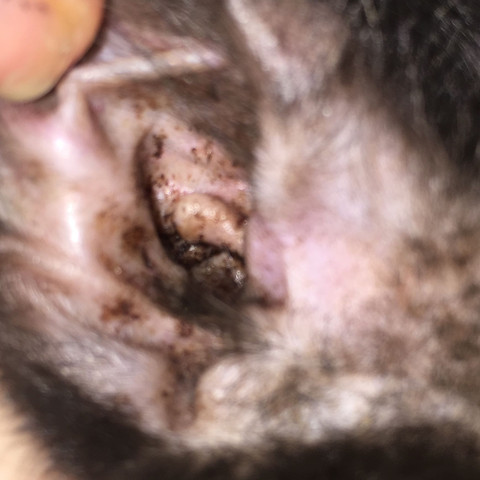 Kater dreckige Ohren - was ist das? (Katze, Ohr, Tierarzt)