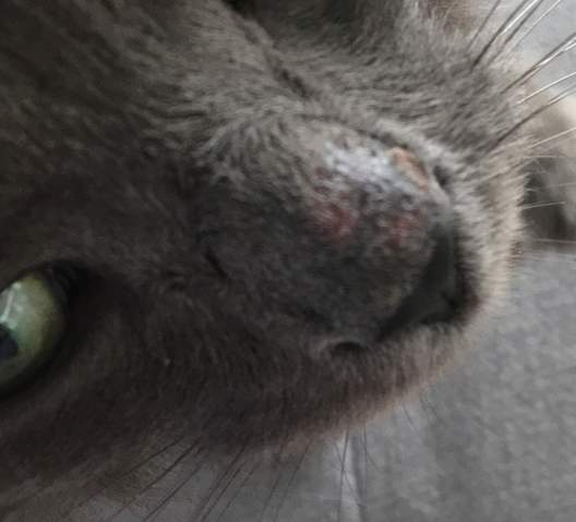 kater geschwollene und offene nase katze katzen artgerechte haltung