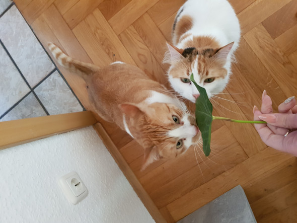 Kater Gestorben Katze Trauert Tiere