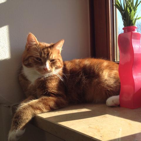 Mittens - (Haare, Tiere, Katzen)