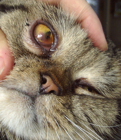Auge1 - (Krankheit, Katze, Augen)