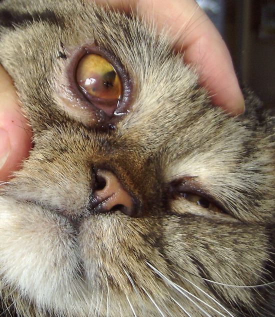 Kater hat Augenerkrankung: Glaskörperblutung? BITTE KEINE Tierarzt-Gang