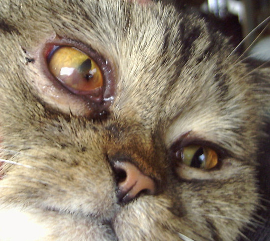 Auge2 - (Krankheit, Katze, Augen)