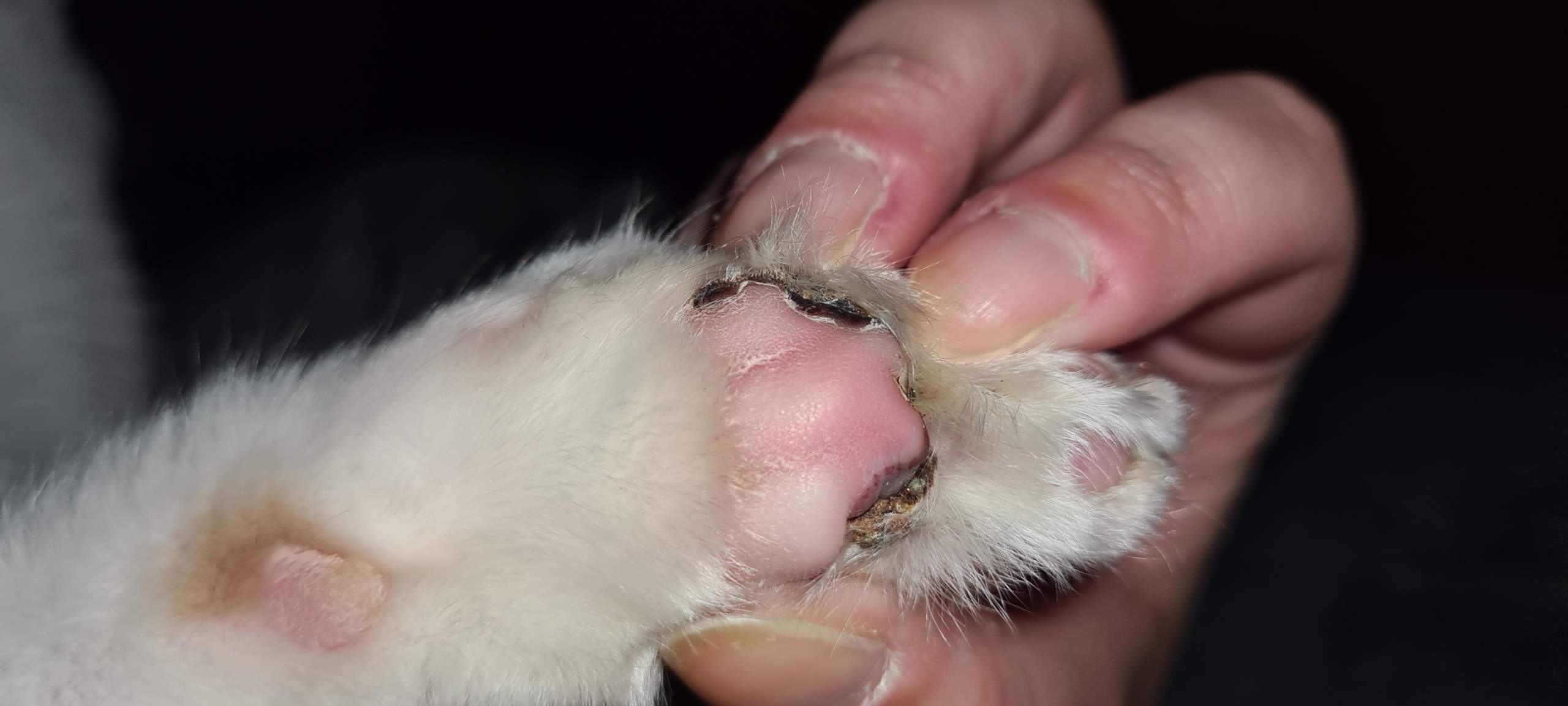 Kater hat blut an der Pfote, was tun? (Hauskatze)