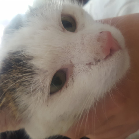 kater hat eine rote umrandung katze natur