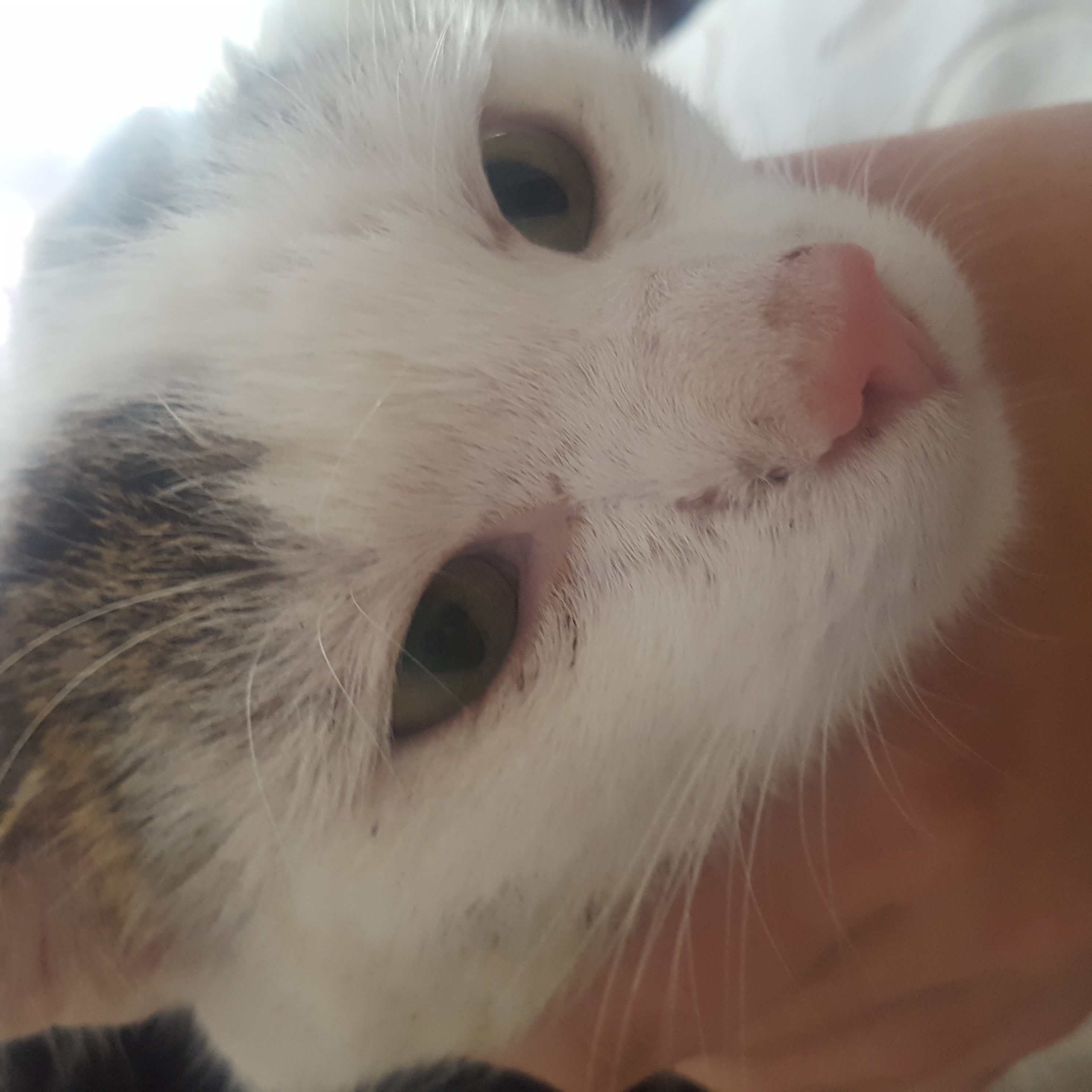 kater hat eine rote umrandung katze natur