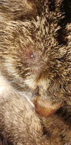 kater hat einen komischen pickel tiere umfrage abstimmung