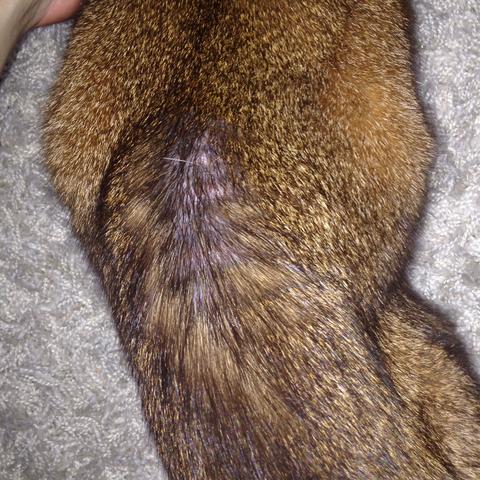 kater hat kahle stellen im fell tiere katze haustiere