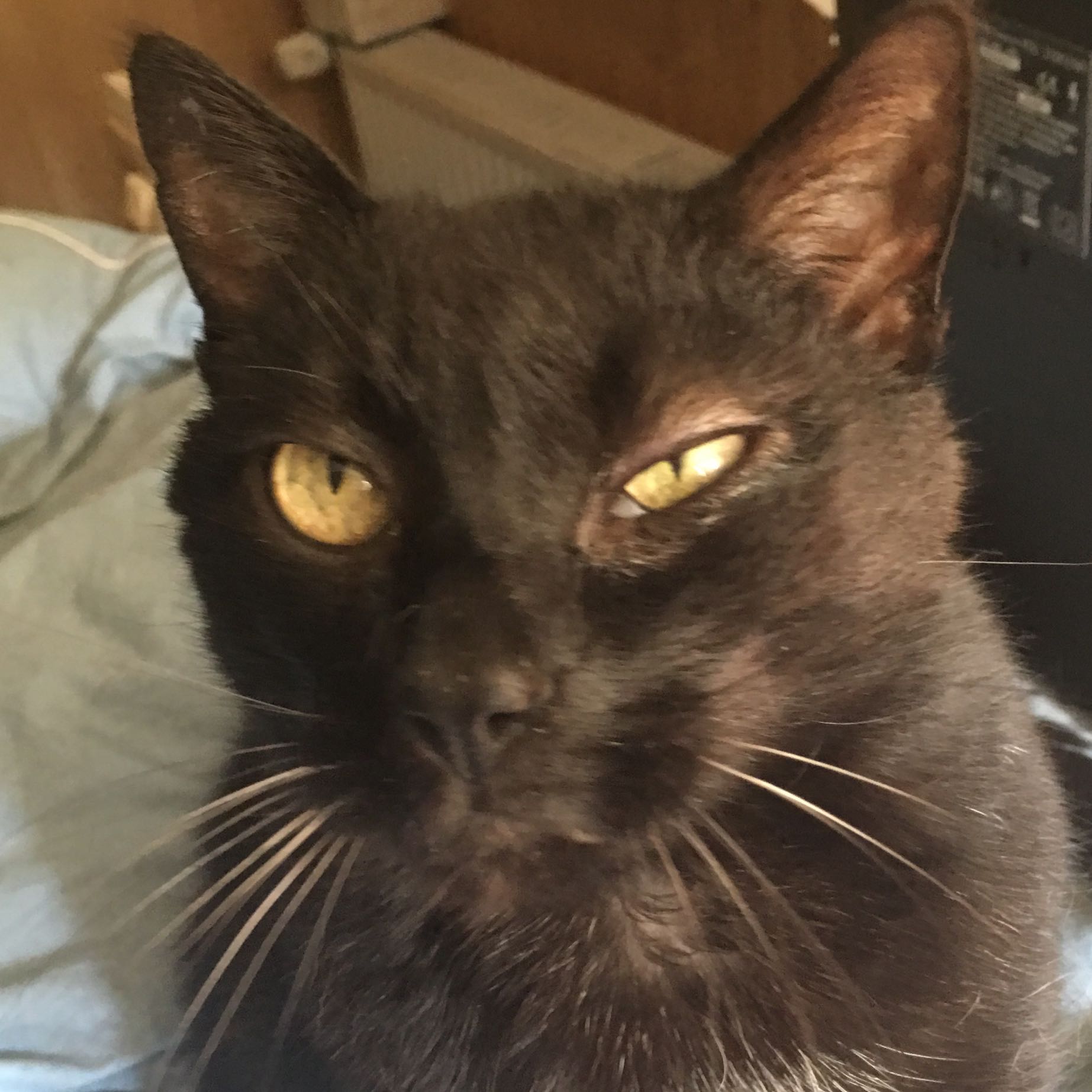 kater hat kletsch auge gesundheit und medizin gesundheit tiere