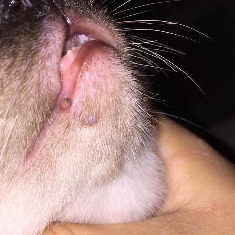 Kater Hat Knubbel Oder Warze Katze Warzen Kater Hat Knubbel Oder Warze Katze Warzen