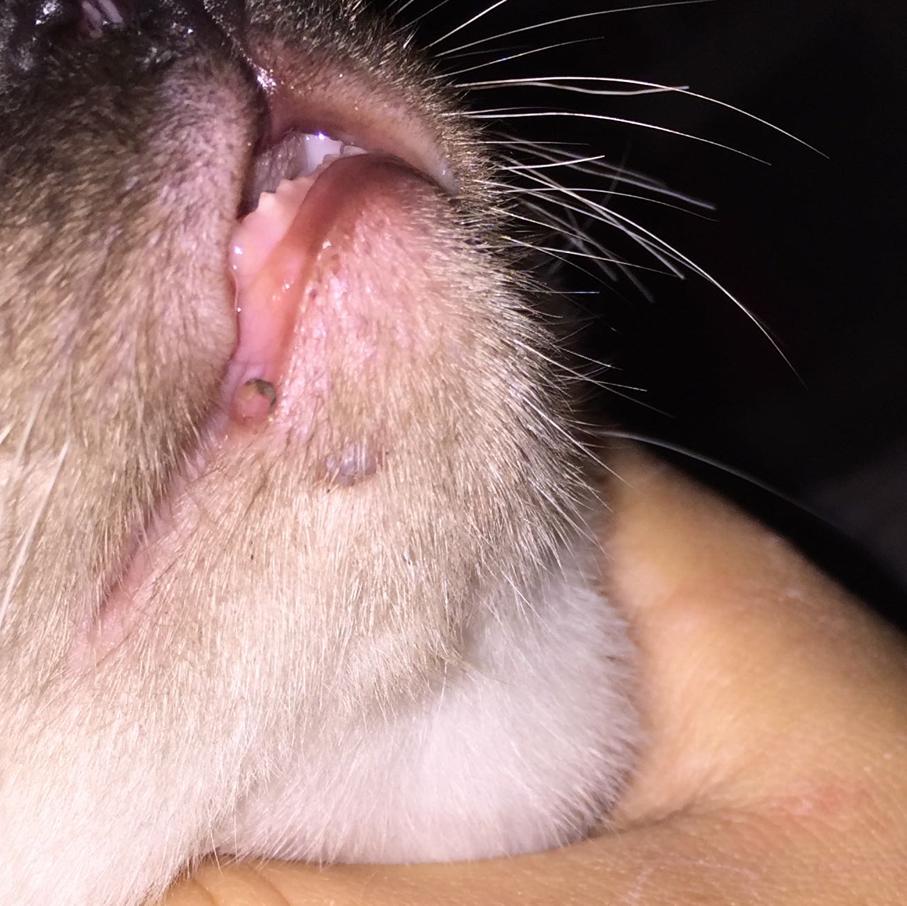 kater hat knubbel oder warze katze warzen