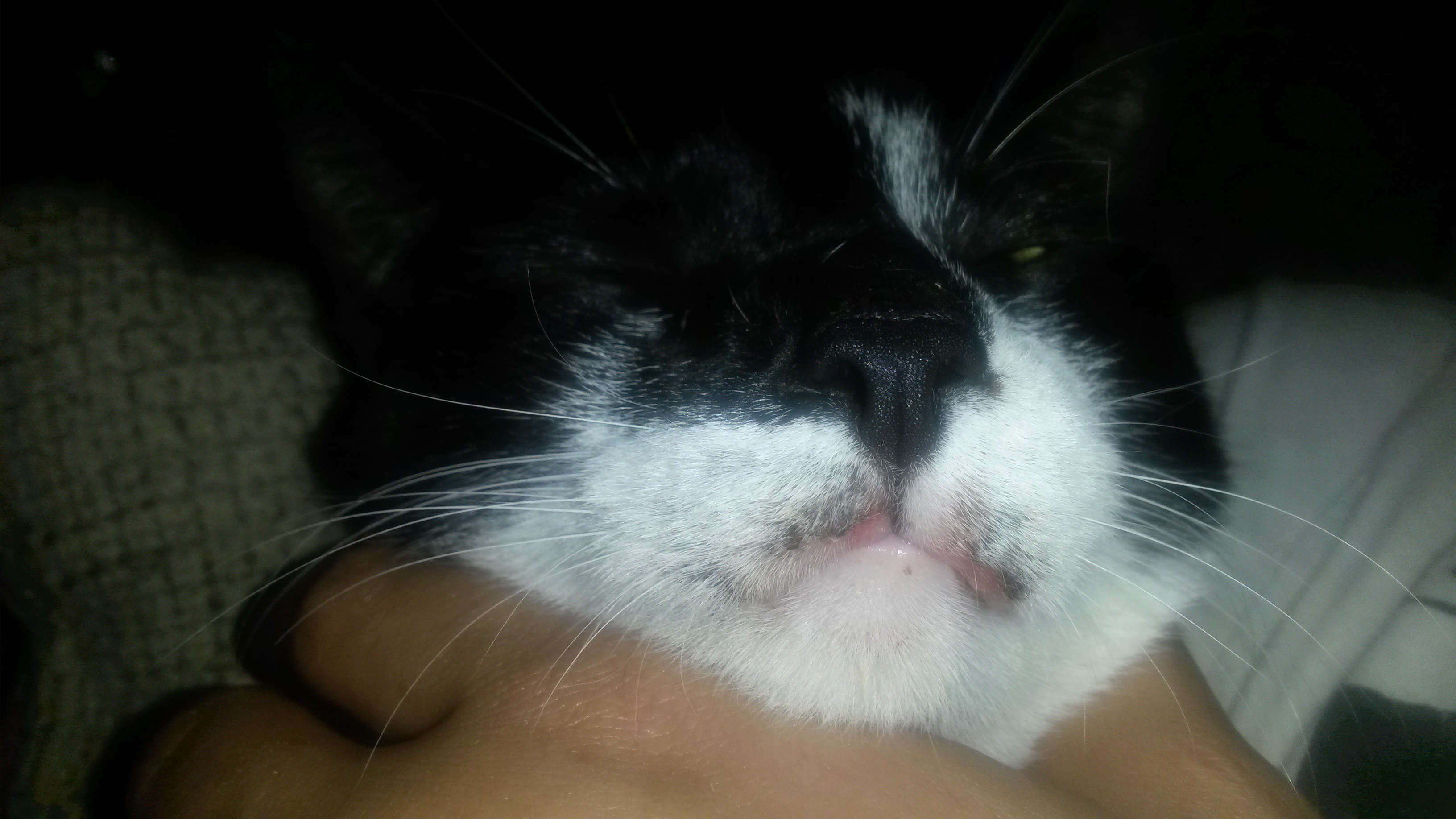 kater hat komische schwarze kruste an der schnauze tiere medizin krankheit