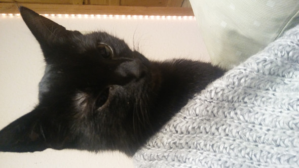 kater hat komisches auge und ist sehr schlafrig nach kastration katze haustiere tierarzt