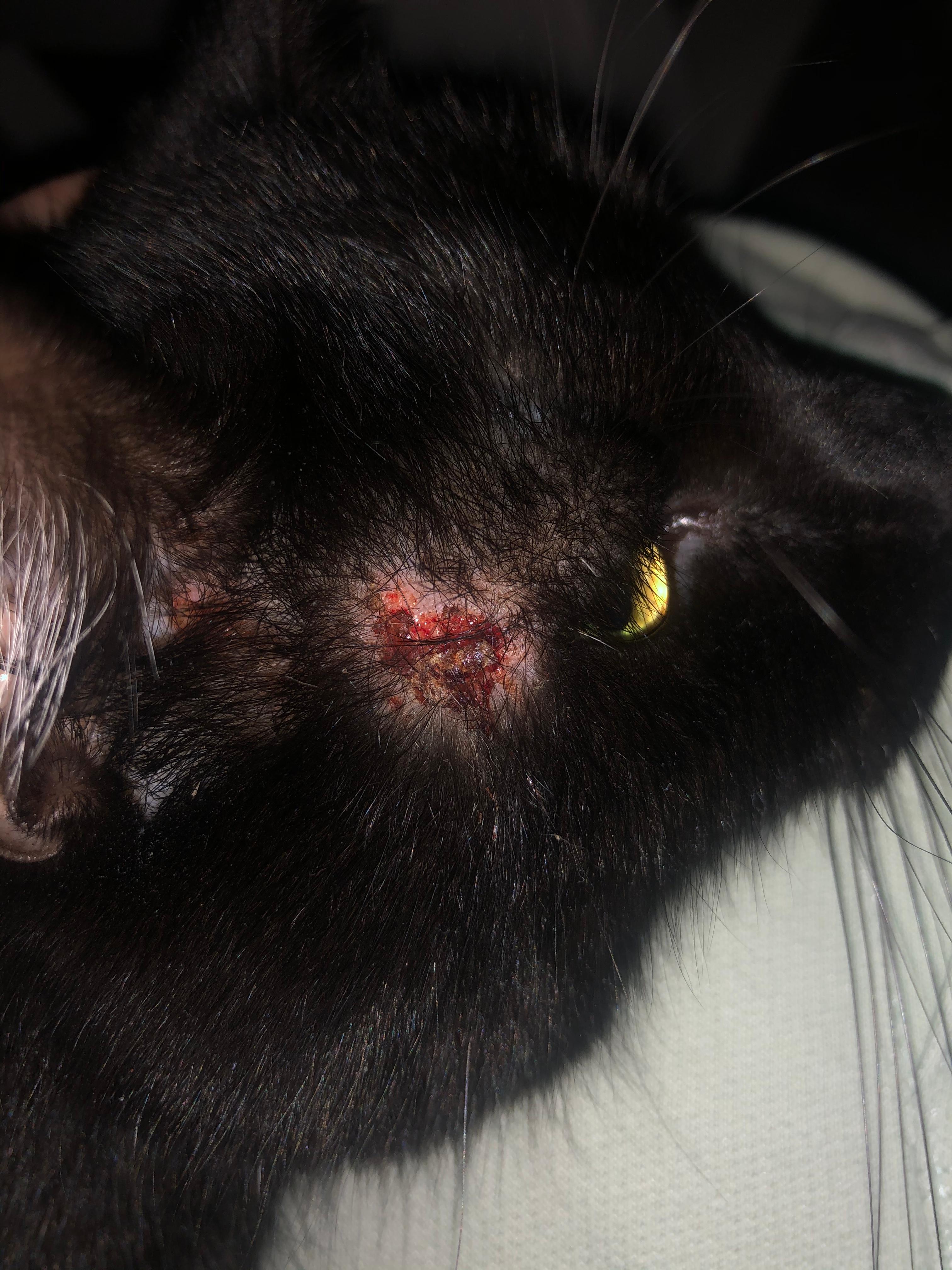 kater hat offene wunden am kopf gesundheit und medizin tiere katzen