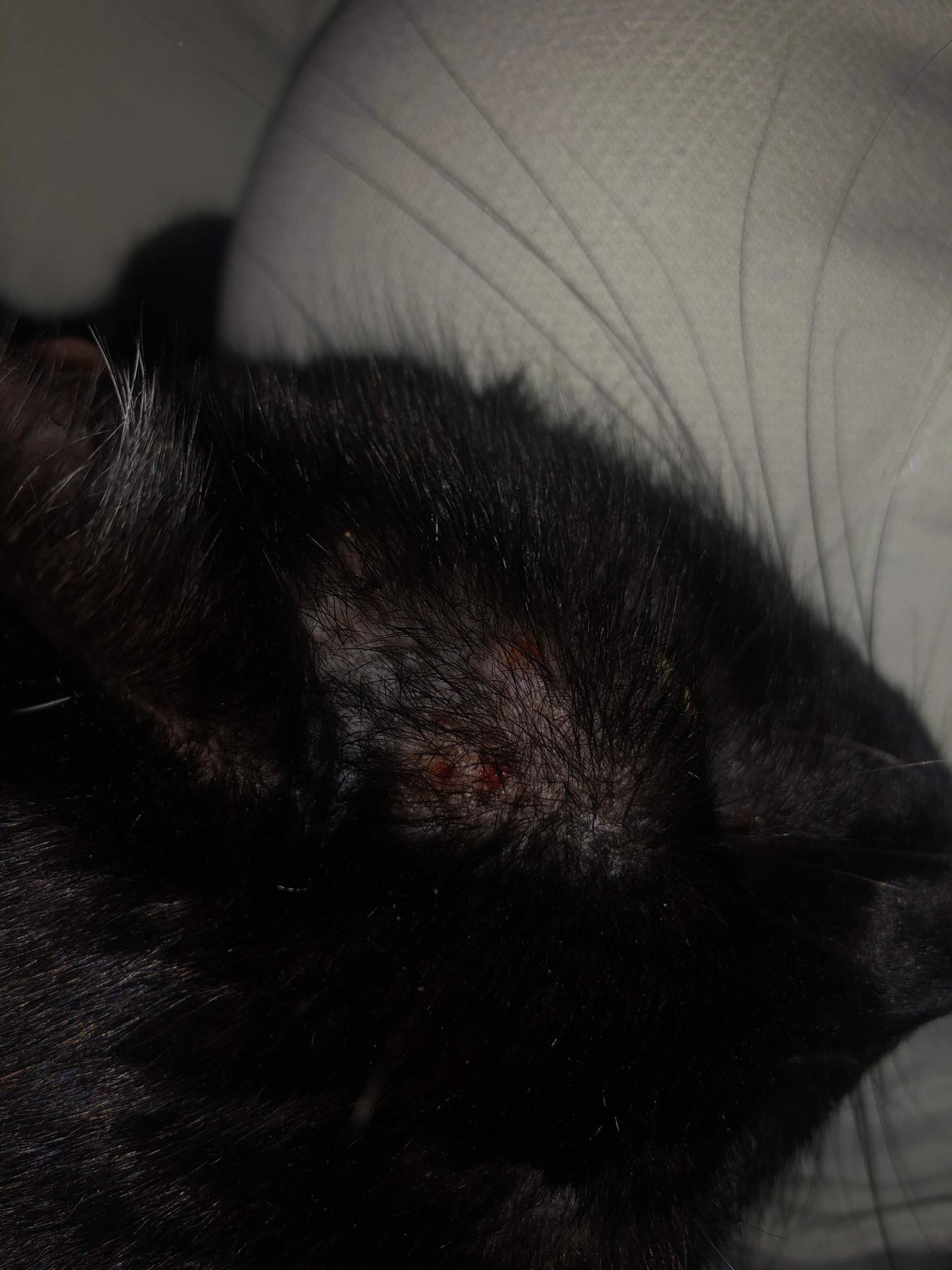 Kater hat offene Wunden am Kopf? (Gesundheit und Medizin, Tiere, Katze)