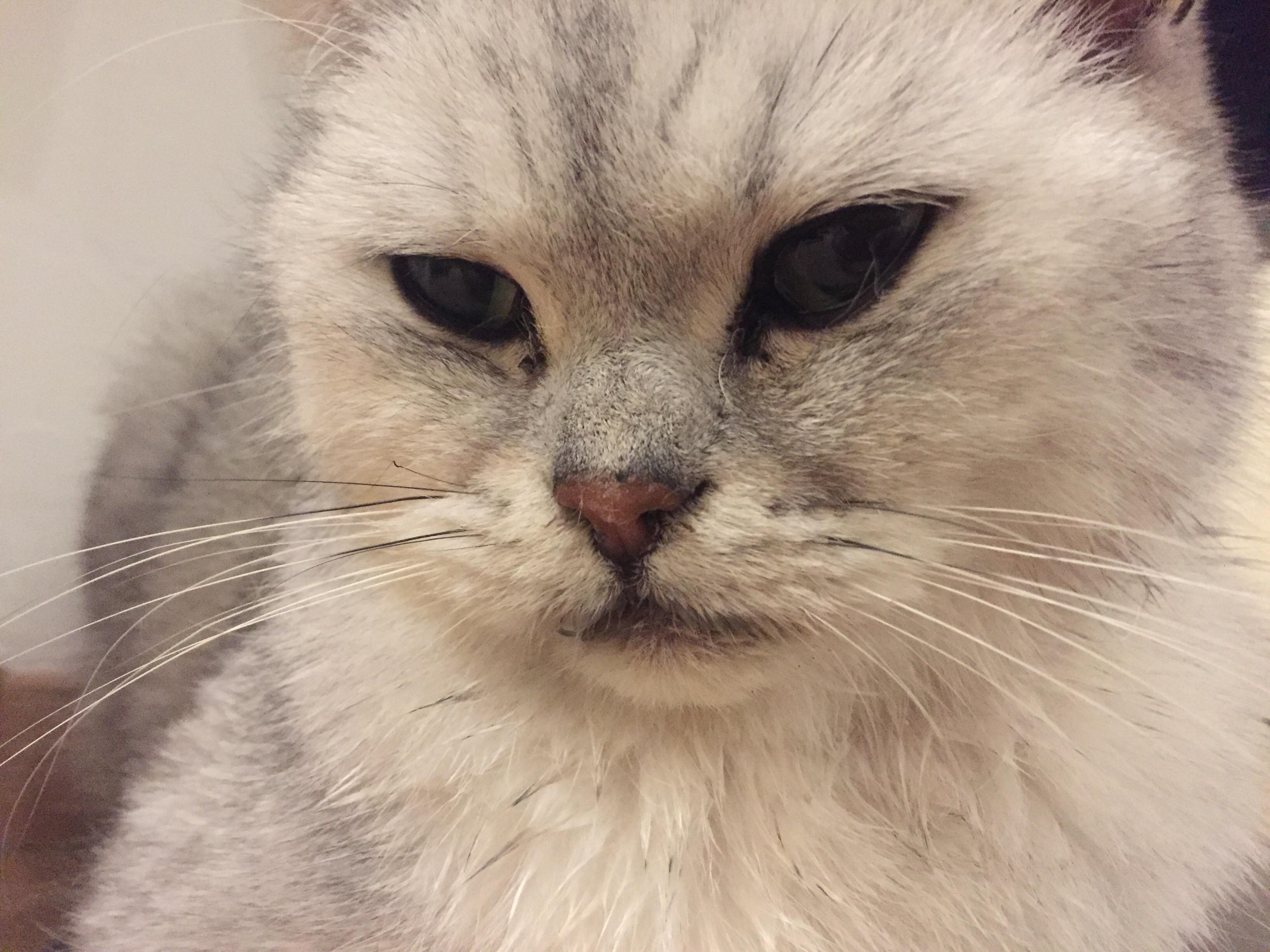 kater hat vielleivht faden in der nase gesundheit und medizin gesundheit katze