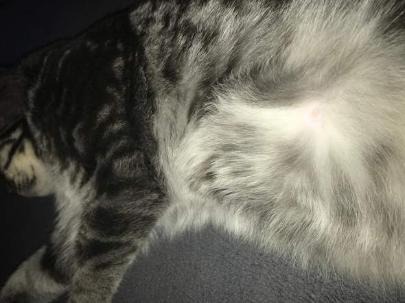 kater hat weissen punkt auf der haut tiere katze katzen