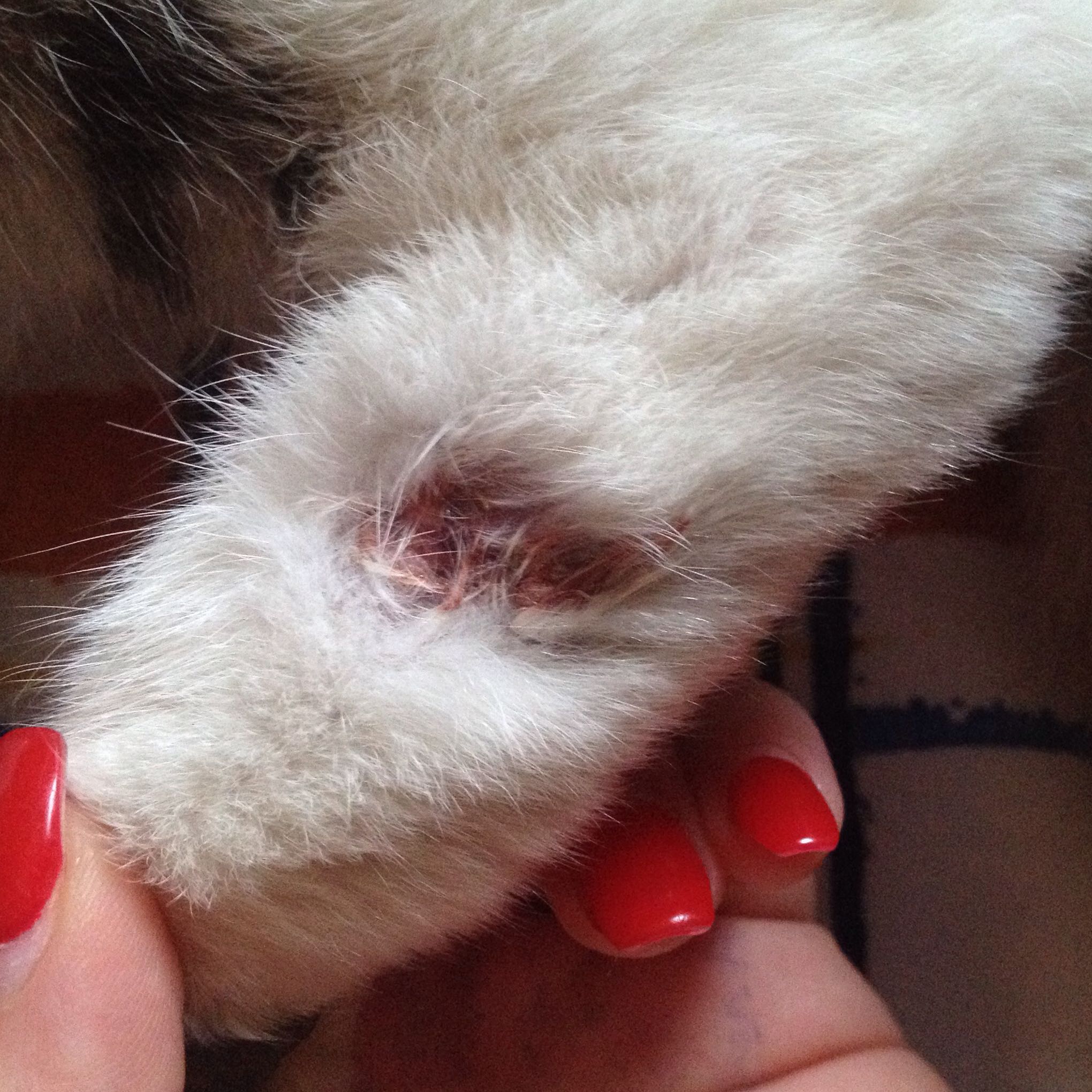 Kater hat Wunde an Pfote! was tun? hilfe (Katze)