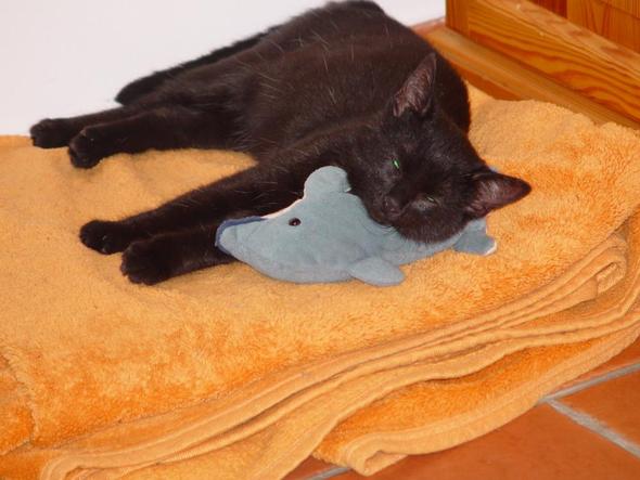 Pauli mit seinem Delfin - (Katze, Haustiere)