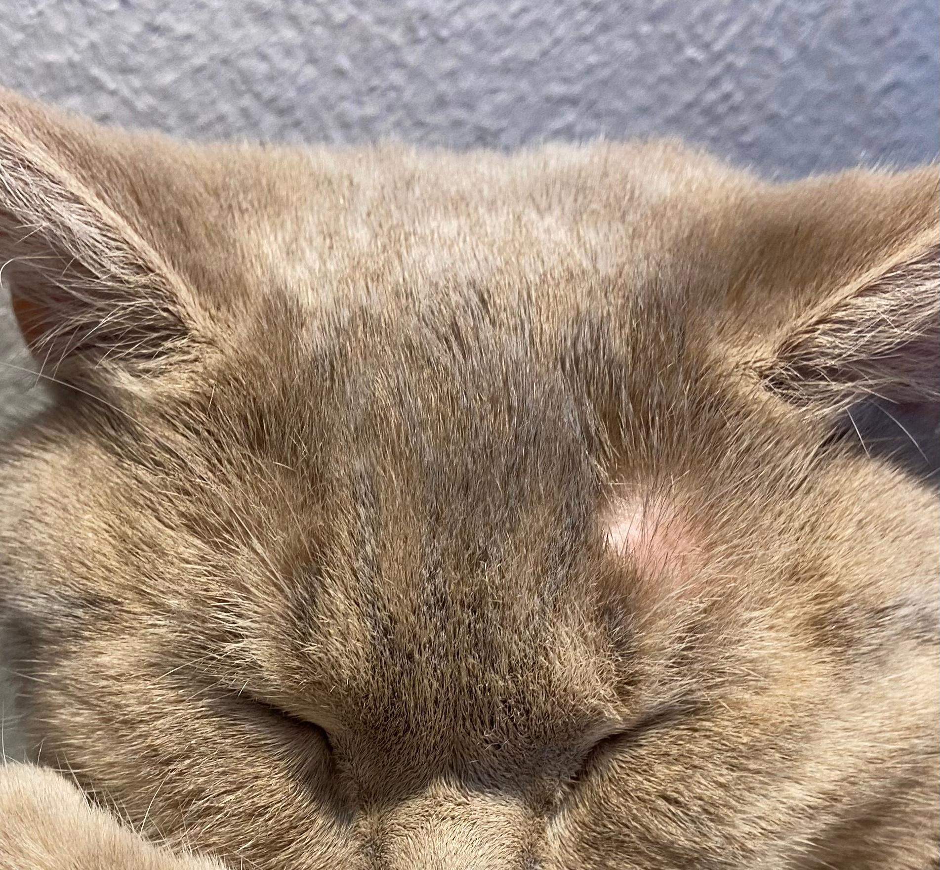 Kacter Mein Kater Wurde Rasiert? , Konjugation des Verbs rasieren – MNQJCP